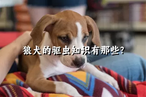 狼犬的驱虫知识有那些？