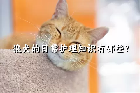 狼犬的日常护理知识有哪些？