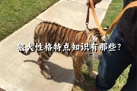 狼犬性格特点知识有那些？