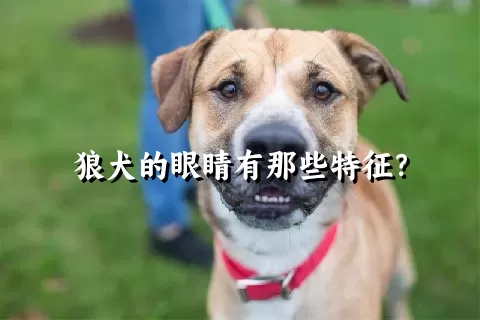 狼犬的眼睛有那些特征？