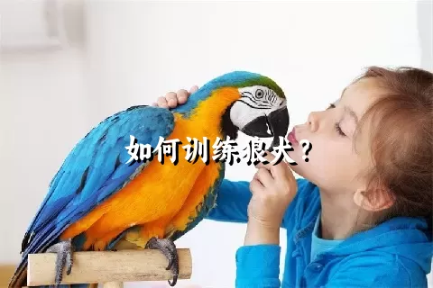 如何训练狼犬？