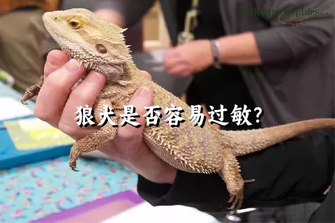 狼犬是否容易过敏？