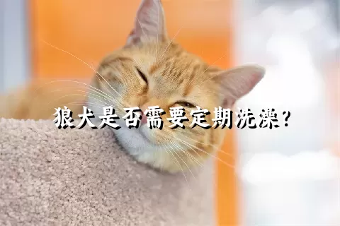 狼犬是否需要定期洗澡？