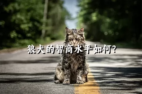 狼犬的智商水平如何？