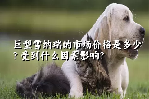 巨型雪纳瑞的市场价格是多少？受到什么因素影响？