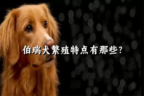 伯瑞犬繁殖特点有那些？