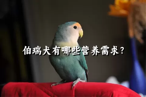 伯瑞犬有哪些营养需求？