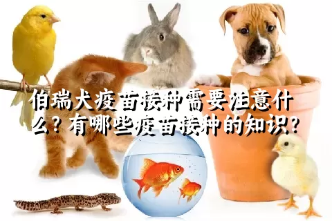 伯瑞犬疫苗接种需要注意什么？有哪些疫苗接种的知识？