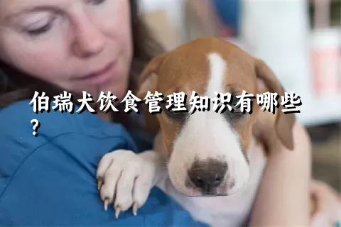 伯瑞犬饮食管理知识有哪些？ 