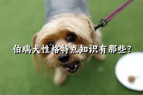 伯瑞犬性格特点知识有那些？