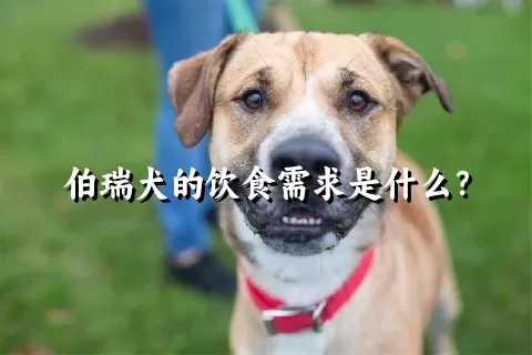 伯瑞犬的饮食需求是什么？