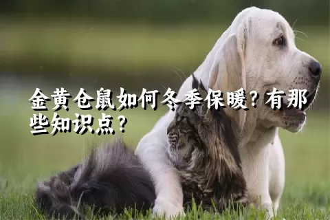 金黄仓鼠如何冬季保暖？有那些知识点？