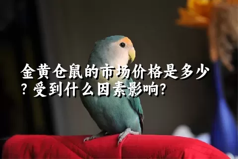 金黄仓鼠的市场价格是多少？受到什么因素影响？