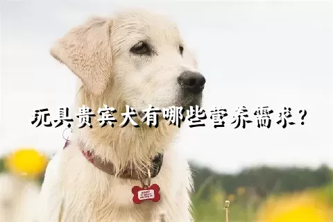 玩具贵宾犬有哪些营养需求？