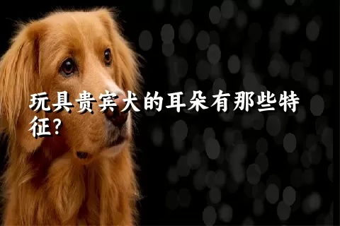 玩具贵宾犬的耳朵有那些特征？