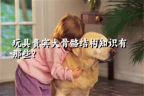 玩具贵宾犬骨骼结构知识有那些？