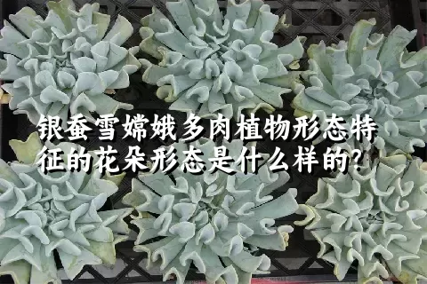 银蚕雪嫦娥多肉植物形态特征的花朵形态是什么样的？