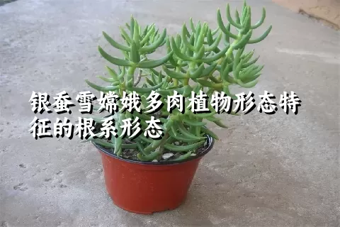 银蚕雪嫦娥多肉植物形态特征的根系形态