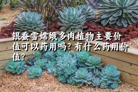 银蚕雪嫦娥多肉植物主要价值可以药用吗？有什么药用价值？