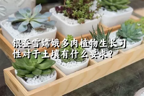 银蚕雪嫦娥多肉植物生长习性对于土壤有什么要求？	