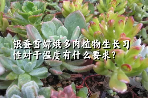 银蚕雪嫦娥多肉植物生长习性对于温度有什么要求？