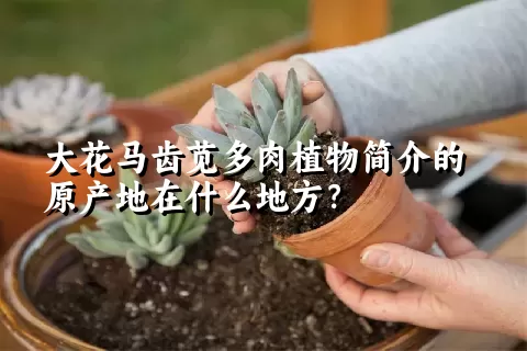 大花马齿苋多肉植物简介的原产地在什么地方？