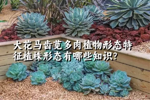 大花马齿苋多肉植物形态特征植株形态有哪些知识？