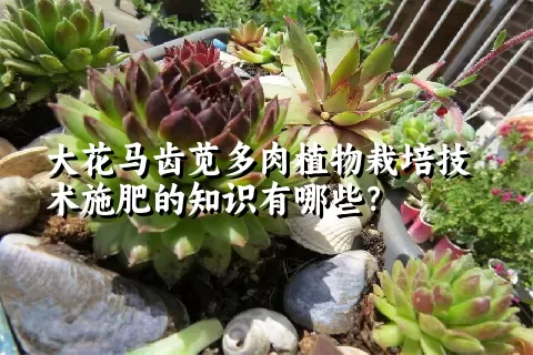 大花马齿苋多肉植物栽培技术施肥的知识有哪些？ 