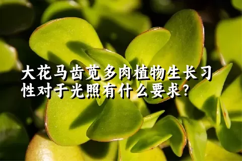 大花马齿苋多肉植物生长习性对于光照有什么要求？