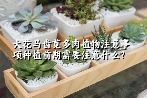 大花马齿苋多肉植物注意事项种植前期需要注意什么？ 