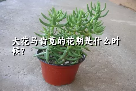 大花马齿苋的花期是什么时候？