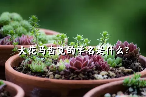 大花马齿苋的学名是什么？