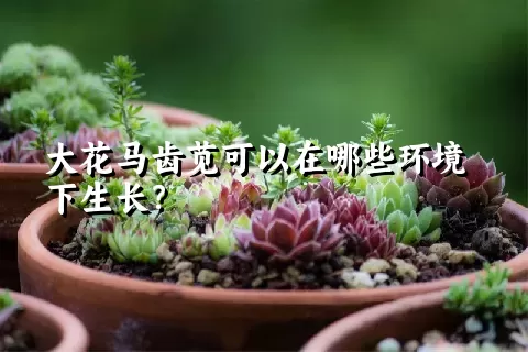 大花马齿苋可以在哪些环境下生长？