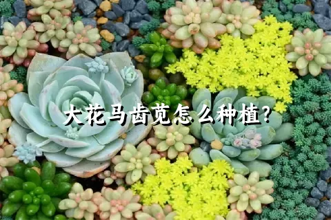 大花马齿苋怎么种植？