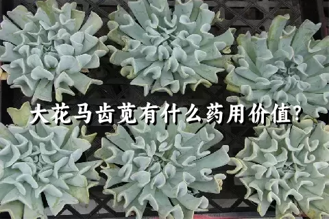 大花马齿苋有什么药用价值？