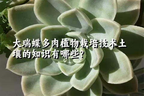 大瑞蝶多肉植物栽培技术土壤的知识有哪些？