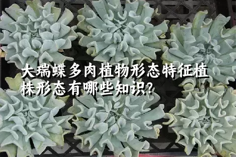 大瑞蝶多肉植物形态特征植株形态有哪些知识？