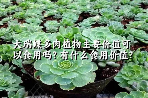 大瑞蝶多肉植物主要价值可以食用吗？有什么食用价值？