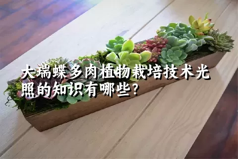 大瑞蝶多肉植物栽培技术光照的知识有哪些？ 