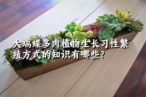 大瑞蝶多肉植物生长习性繁殖方式的知识有哪些？