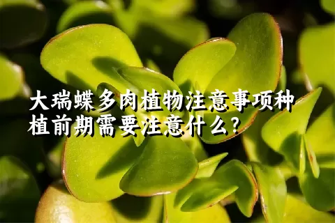 大瑞蝶多肉植物注意事项种植前期需要注意什么？ 