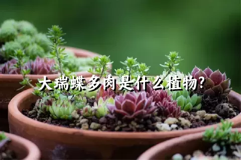 大瑞蝶多肉是什么植物?