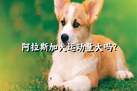 阿拉斯加犬运动量大吗？