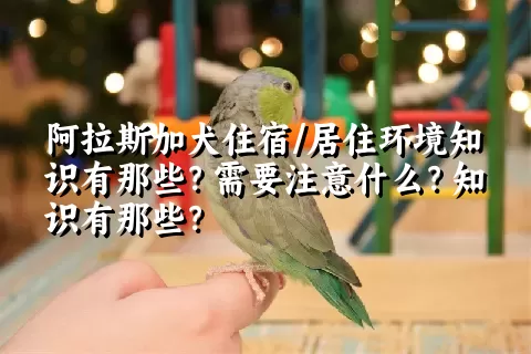 阿拉斯加犬住宿/居住环境知识有那些？需要注意什么？知识有那些？