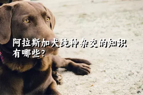 阿拉斯加犬纯种杂交的知识有哪些？ 