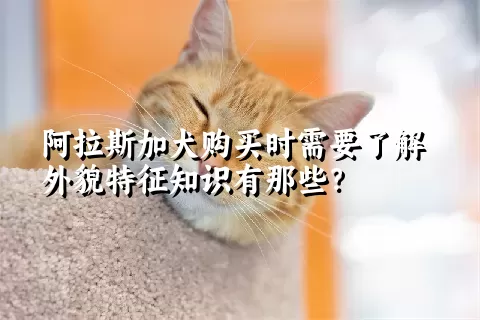 阿拉斯加犬购买时需要了解外貌特征知识有那些？  