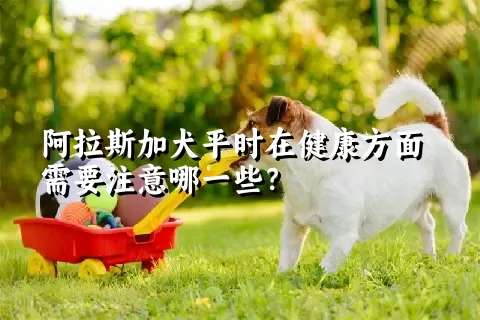 阿拉斯加犬平时在健康方面需要注意哪一些？