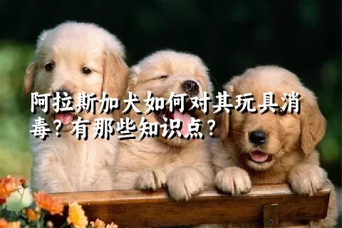 阿拉斯加犬如何对其玩具消毒？有那些知识点？