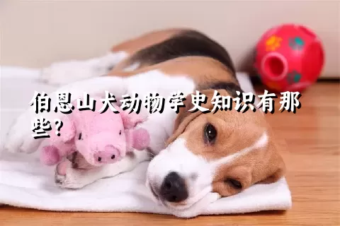 伯恩山犬动物学史知识有那些？