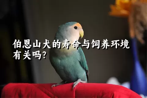 伯恩山犬的寿命与饲养环境有关吗？